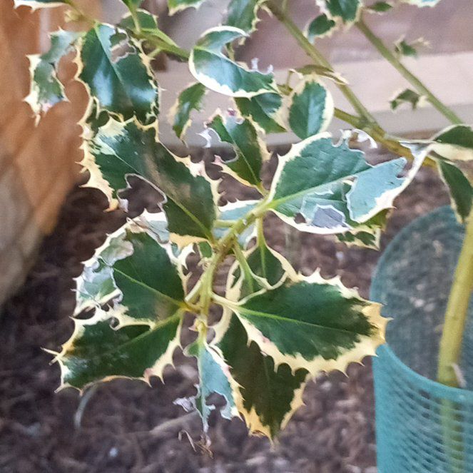 Photo of the plant species Holly by @WellmadeLentil named Oscar on Greg, the plant care app