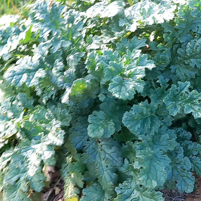Photo of the plant species Senecio Jacobaea by @WellmadeLentil named Remington on Greg, the plant care app