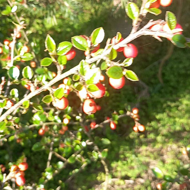 Photo of the plant species Rockspray Cotoneaster by @WellmadeLentil named Ulysses S Plant on Greg, the plant care app