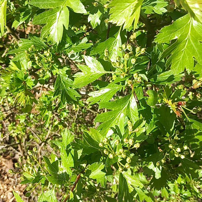 Photo of the plant species Hawthorn by @WellmadeLentil named Achilles on Greg, the plant care app