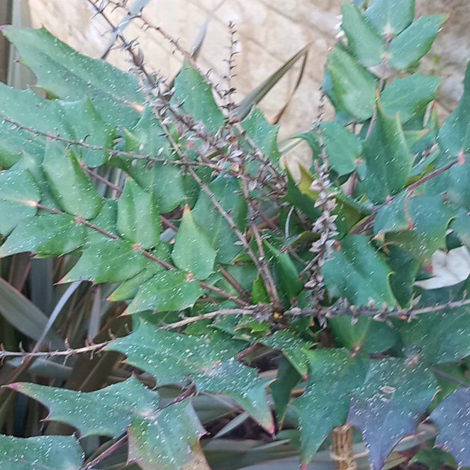 Photo of the plant species Beale's Mahonia by @WellmadeLentil named Kesha on Greg, the plant care app