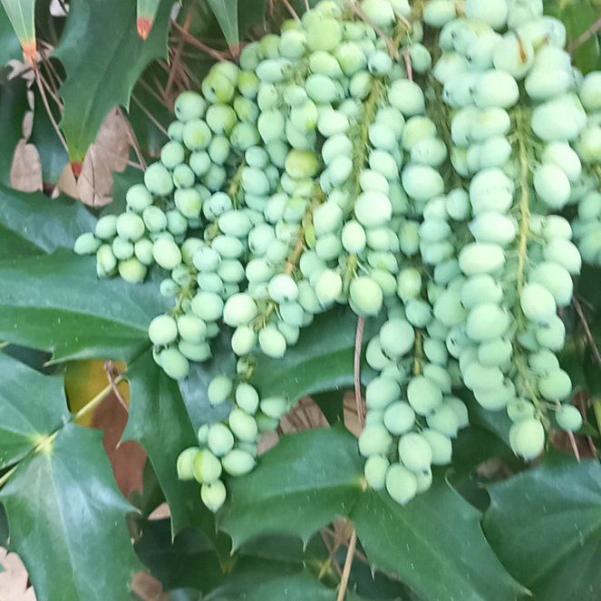 Photo of the plant species Beale's Mahonia by @WellmadeLentil named Lola on Greg, the plant care app