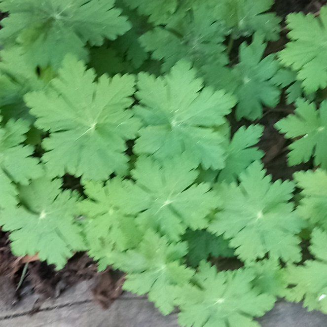 Photo of the plant species Bigroot Geranium by @WellmadeLentil named James Dean on Greg, the plant care app