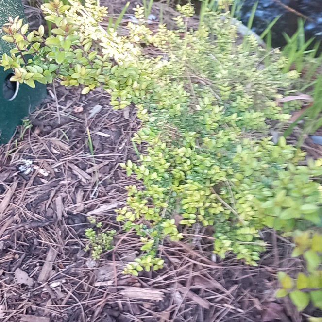 Photo of the plant species Wild Lime by @WellmadeLentil named Diana on Greg, the plant care app