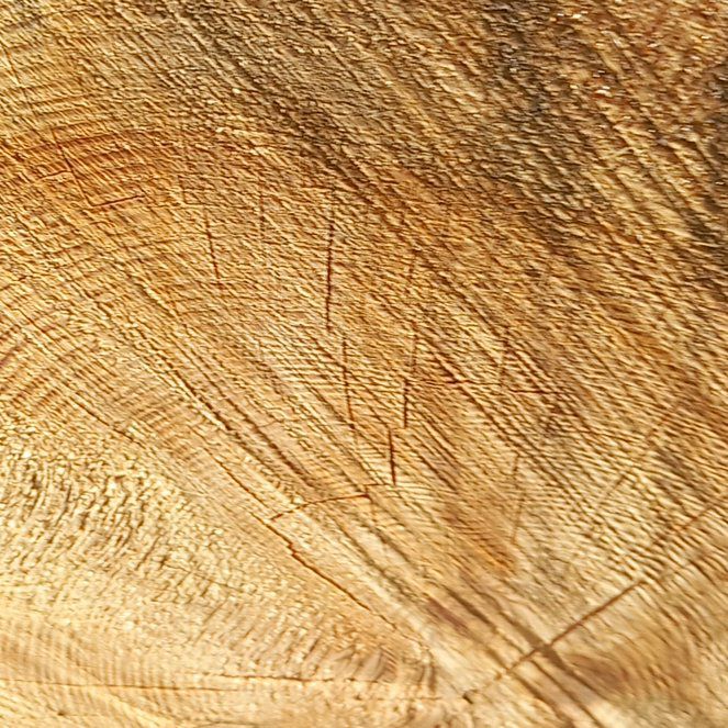 Photo of the plant species Mexican Feather Grass by @WellmadeLentil named Winston on Greg, the plant care app