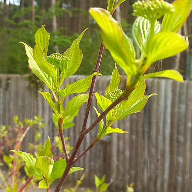 Photo of the plant species Red-Barked Dogwood by @WellmadeLentil named Hamilton on Greg, the plant care app