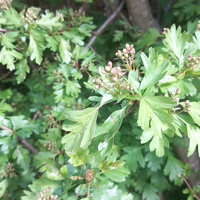 Photo of the plant species Hawthorn by @WellmadeLentil named Gaga on Greg, the plant care app