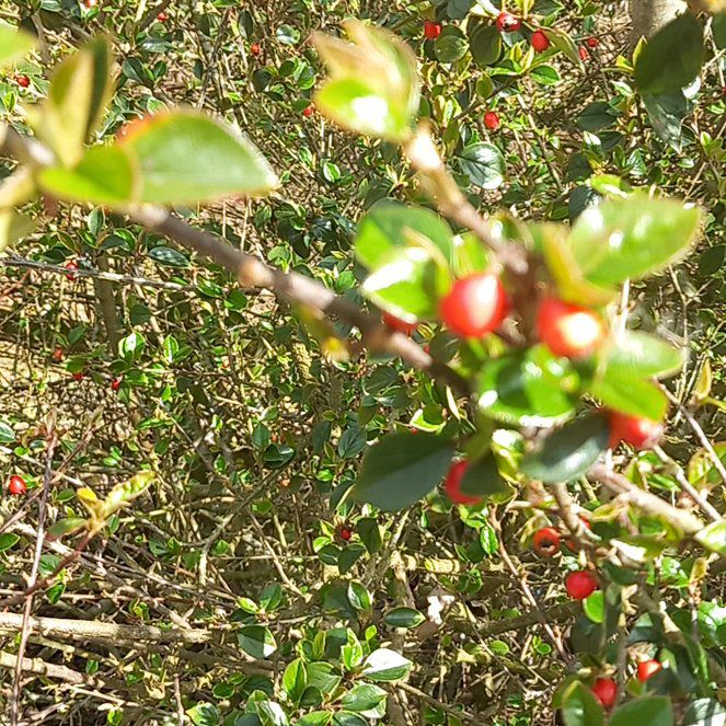 Photo of the plant species Yaupon by @WellmadeLentil named Fernie Mercury on Greg, the plant care app