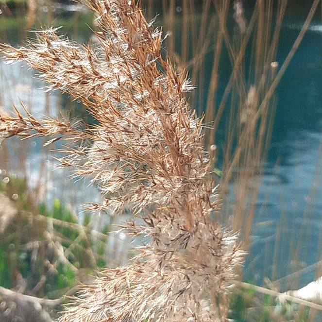 Photo of the plant species Common Reed by @WellmadeLentil named Bodhi on Greg, the plant care app
