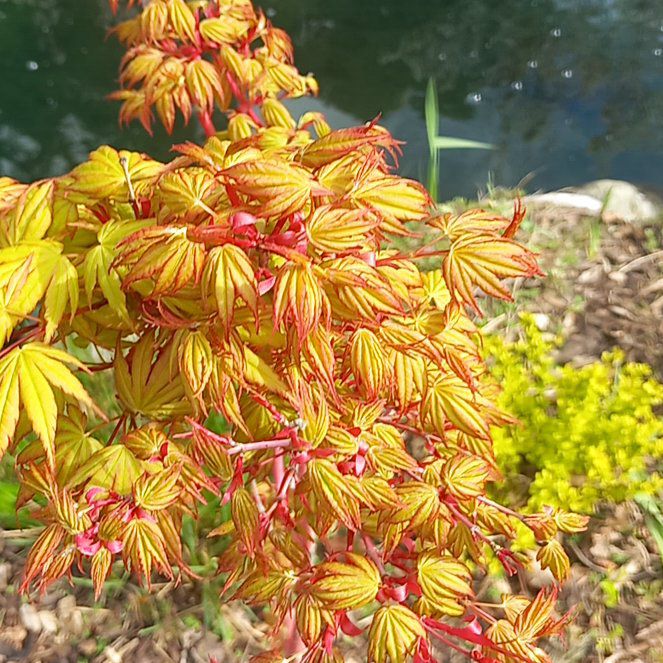 Photo of the plant species Buck's-Beard by @WellmadeLentil named Hemingway on Greg, the plant care app