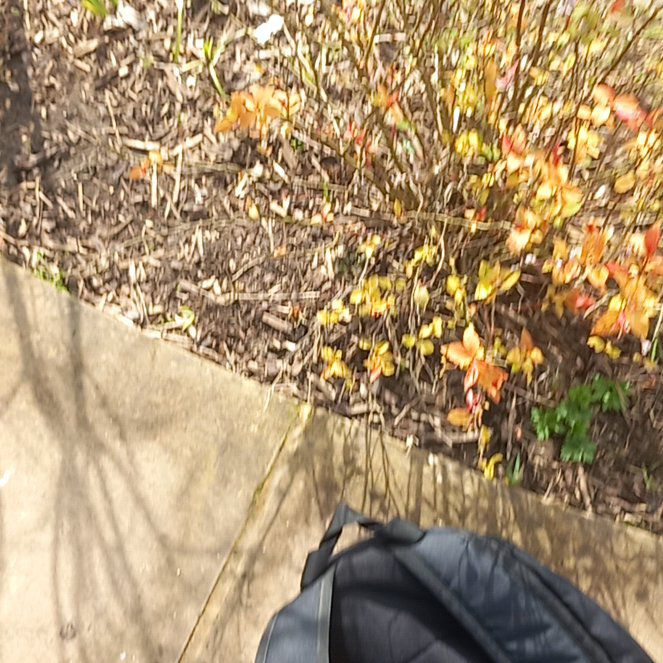 Photo of the plant species Winter Jasmine by @WellmadeLentil named Homer on Greg, the plant care app