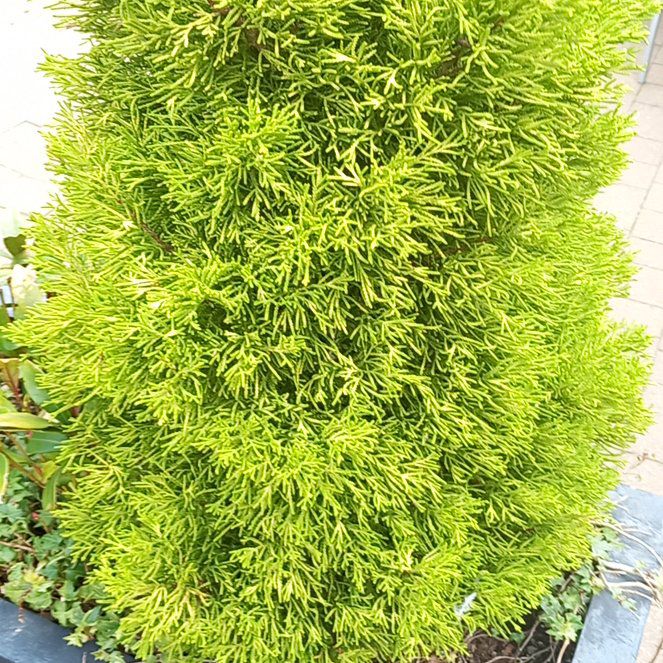 Photo of the plant species Spanish Chestnut by @WellmadeLentil named Rihanna on Greg, the plant care app