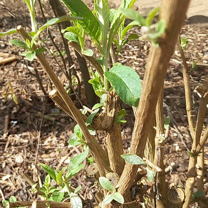 Photo of the plant species Guava Tree by @WellmadeLentil named Sproutacus on Greg, the plant care app