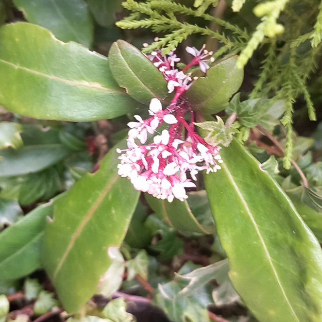 Photo of the plant species Valeriana rubra by @WellmadeLentil named da Vinci on Greg, the plant care app