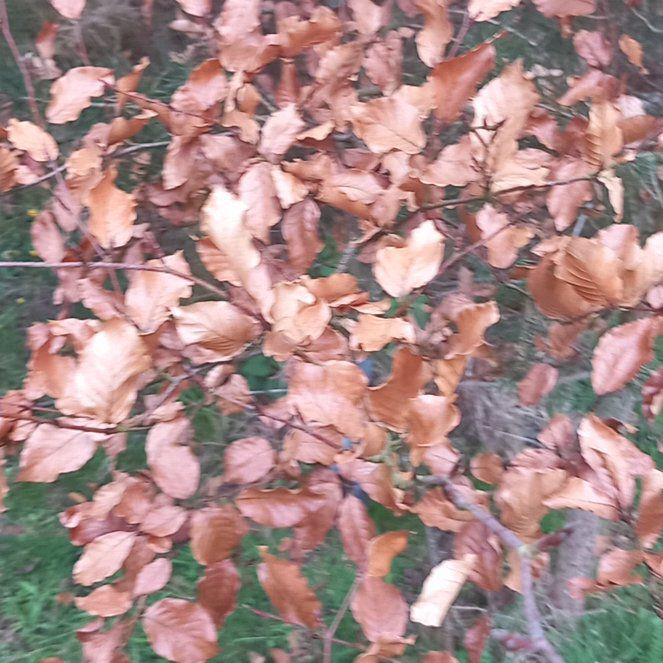 Photo of the plant species Dwarf Beech by @WellmadeLentil named Tupot amaroot on Greg, the plant care app