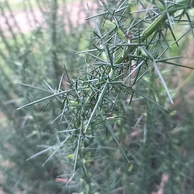 Photo of the plant species Common Gorse by @WellmadeLentil named Sage on Greg, the plant care app