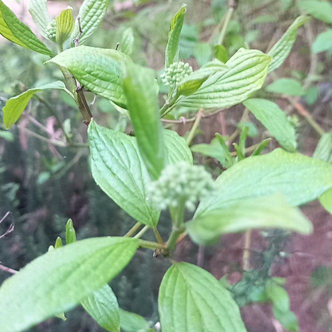 Photo of the plant species Common Dogwood by @WellmadeLentil named LiloStitch on Greg, the plant care app