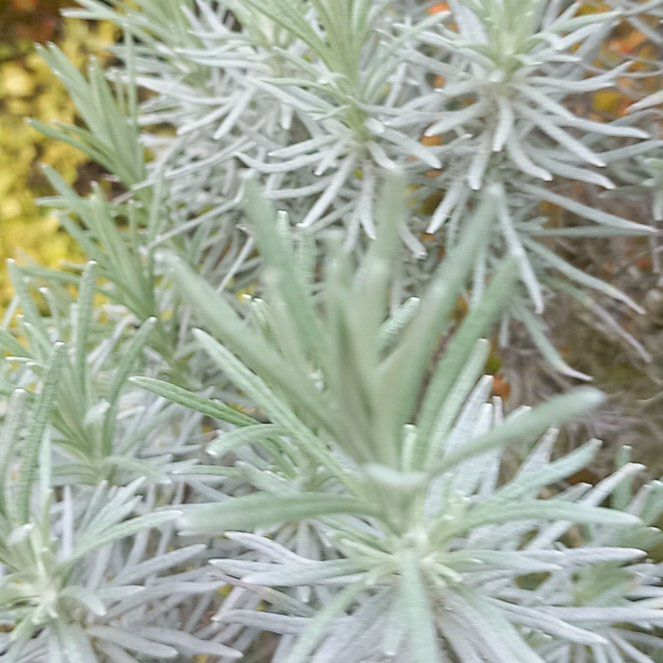 Photo of the plant species Italian Strawflower by @WellmadeLentil named Lavender on Greg, the plant care app