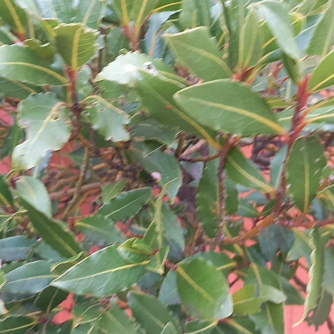 Photo of the plant species Strawberry-Tree by @WellmadeLentil named Gates on Greg, the plant care app