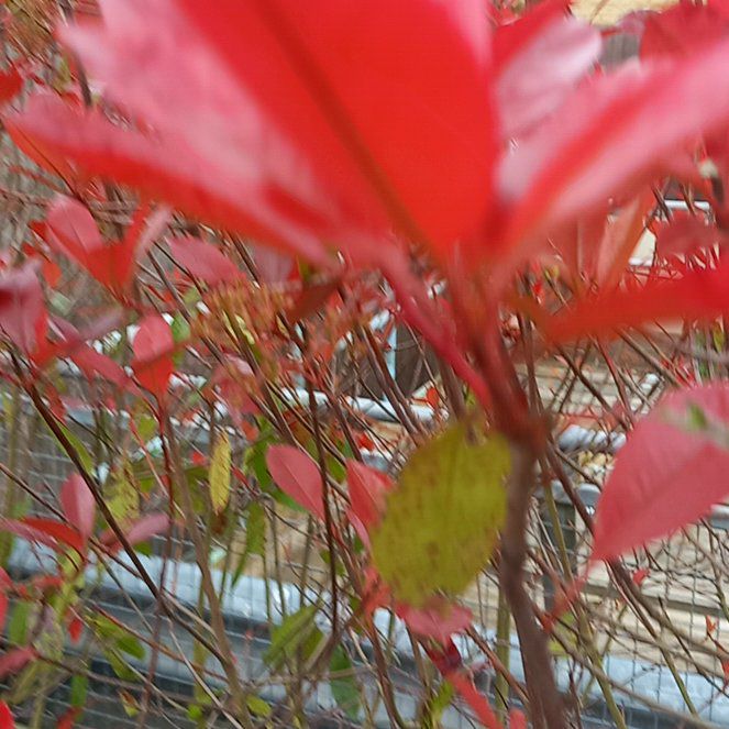 Photo of the plant species Black Chokeberry by @WellmadeLentil named Michelle Branch on Greg, the plant care app