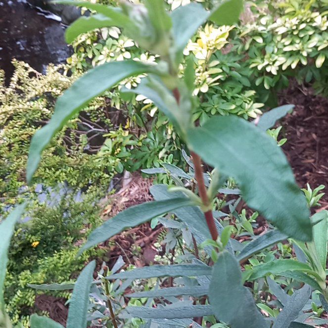 Photo of the plant species Shrubby Yellowcrest by @WellmadeLentil named Sahara on Greg, the plant care app