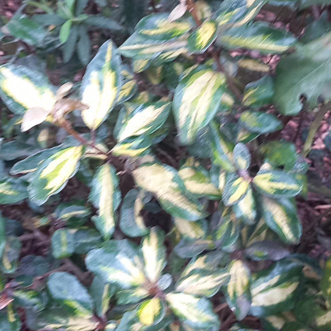 Photo of the plant species Laurustinus by @WellmadeLentil named Treeyoncé on Greg, the plant care app