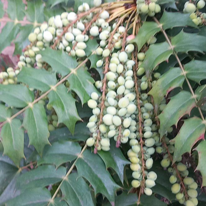 Photo of the plant species Beale's Mahonia by @WellmadeLentil named Sherlock on Greg, the plant care app