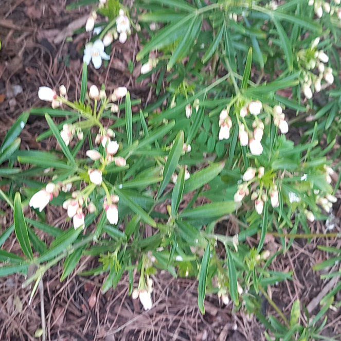 Photo of the plant species Florida Hopbush by @WellmadeLentil named Forrest on Greg, the plant care app