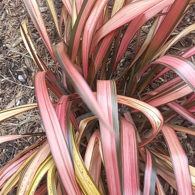 Photo of the plant species Mountain Flax by @WellmadeLentil named Willow on Greg, the plant care app