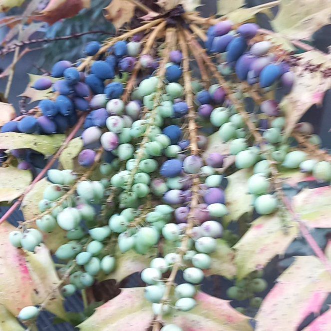 Photo of the plant species Beale's Mahonia by @WellmadeLentil named Zion on Greg, the plant care app