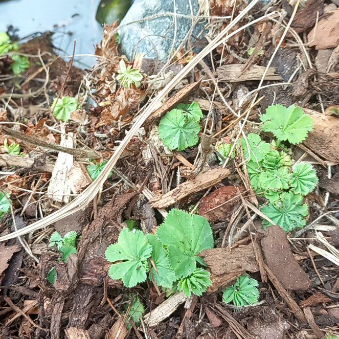 Photo of the plant species Common Mallow by @WellmadeLentil named Surya on Greg, the plant care app
