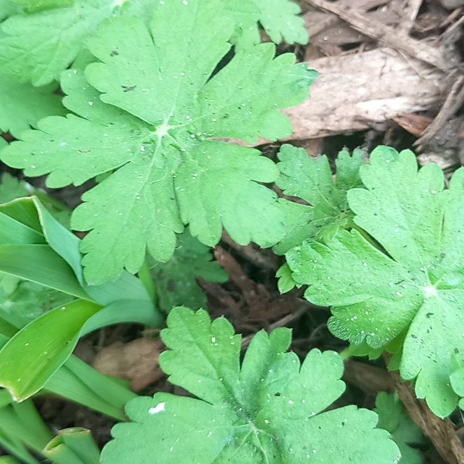 Photo of the plant species Bigroot Geranium by @WellmadeLentil named Nemo on Greg, the plant care app