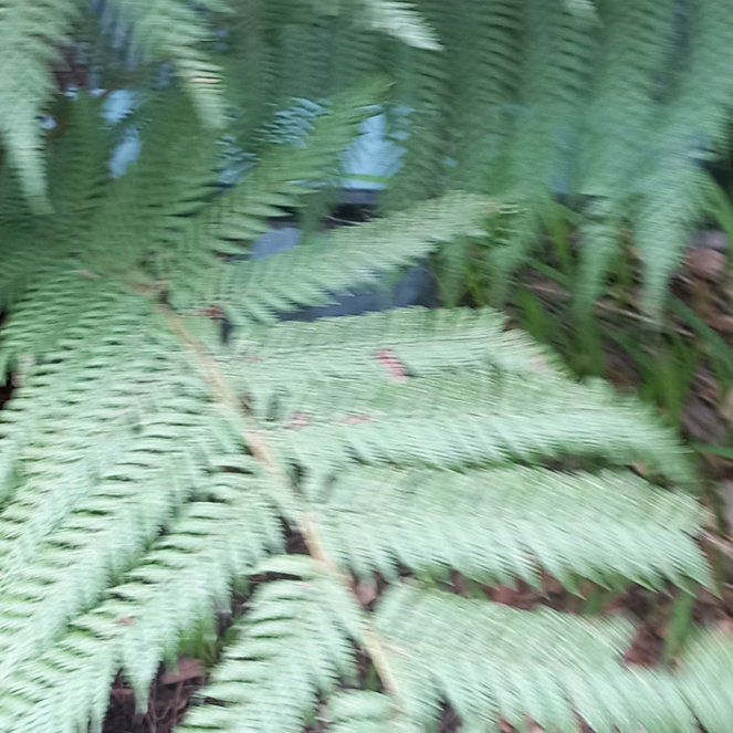 Photo of the plant species Lacy Tree Fern by @WellmadeLentil named Osmo on Greg, the plant care app
