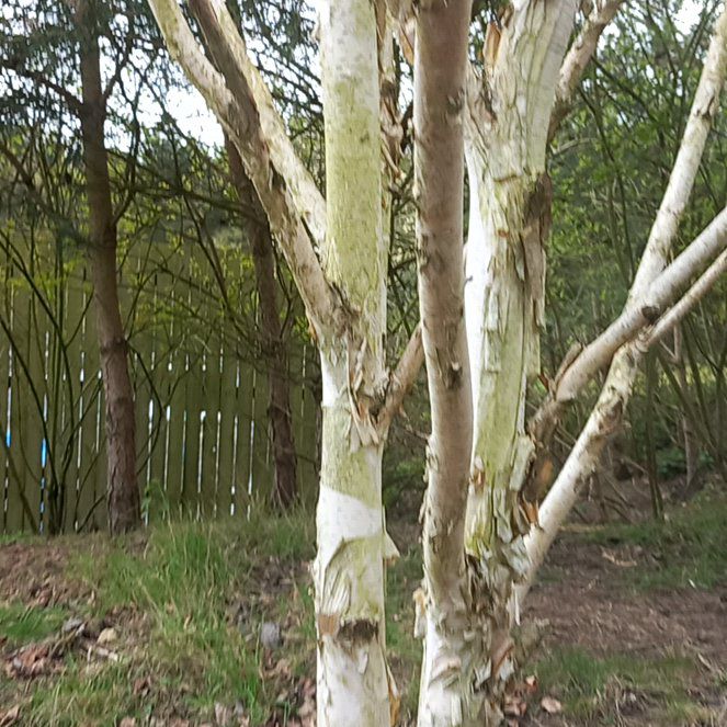 Photo of the plant species American Sycamore by @WellmadeLentil named Muhammad Ali on Greg, the plant care app
