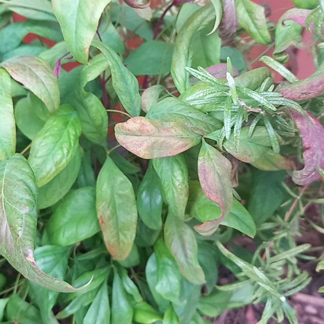 Photo of the plant species Wild Passionfruit by @WellmadeLentil named Sonora on Greg, the plant care app