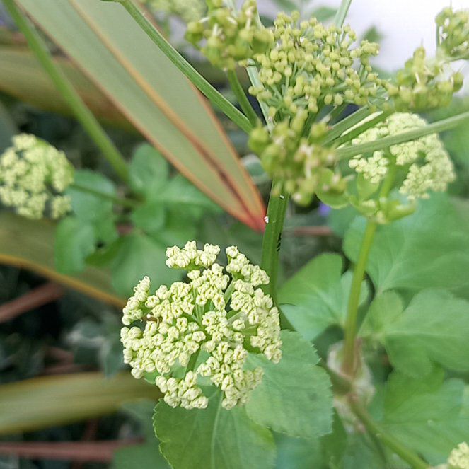 Photo of the plant species Alexanders by @WellmadeLentil named Bieber on Greg, the plant care app