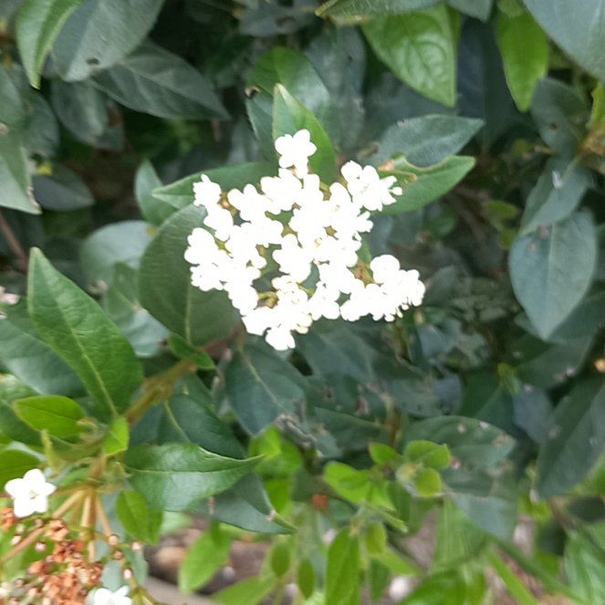 Photo of the plant species Laurustinus by @WellmadeLentil named Denali on Greg, the plant care app