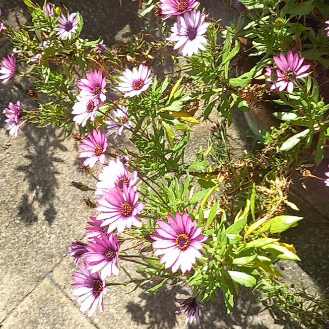 Photo of the plant species New England Aster by @WellmadeLentil named Delilah on Greg, the plant care app