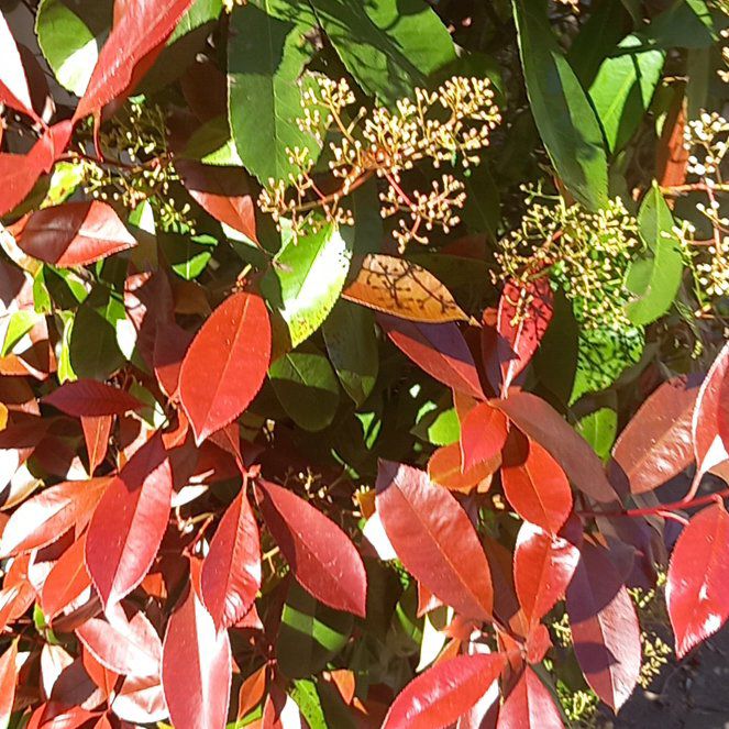 Photo of the plant species Lilly-Pilly by @WellmadeLentil named Harmony on Greg, the plant care app
