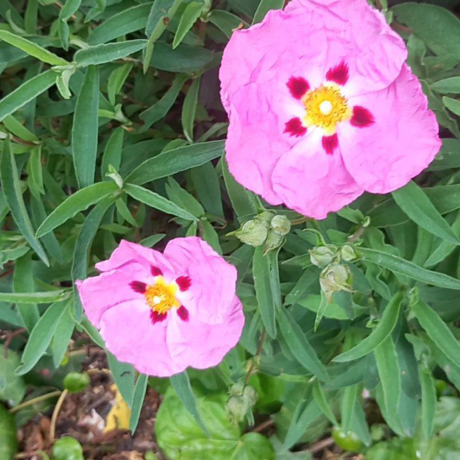 Photo of the plant species Showy Pink Evening Primrose by @WellmadeLentil named Elle on Greg, the plant care app