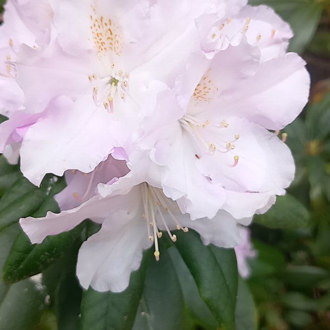 Photo of the plant species Great Laurel by @WellmadeLentil named Rainier on Greg, the plant care app