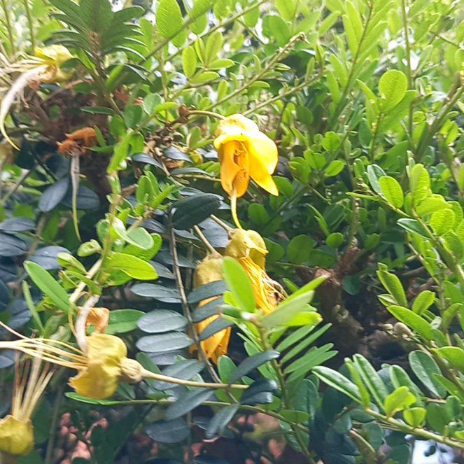 Photo of the plant species Kōwhai by @WellmadeLentil named Luna on Greg, the plant care app