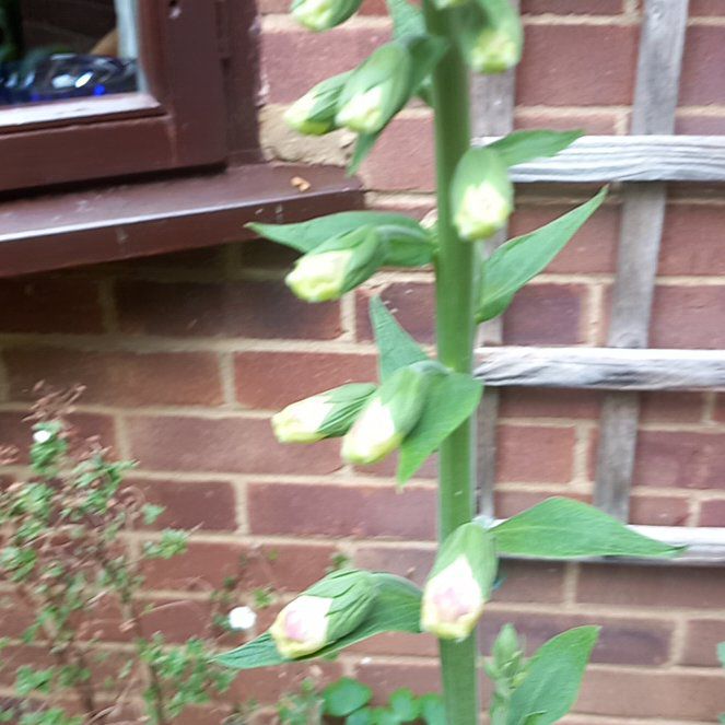 Photo of the plant species Broad Helleborine by @WellmadeLentil named Leaf Erickson on Greg, the plant care app