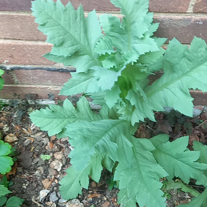 Photo of the plant species Opium Poppy by @WellmadeLentil named Tree Diddy on Greg, the plant care app