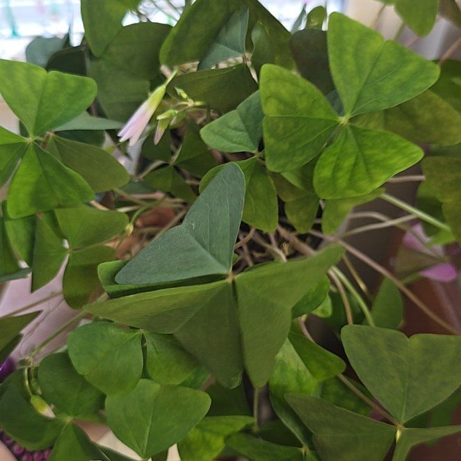 Photo of the plant species Shamrock by @BubblySoursop92 named Harmony on Greg, the plant care app