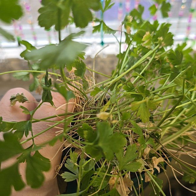 Photo of the plant species Italian Parsley by @BubblySoursop92 named Shakira on Greg, the plant care app