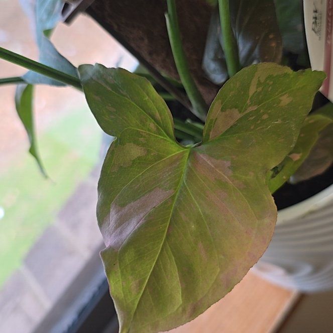 Photo of the plant species Syngonium Pink Splash by @BubblySoursop92 named Elina on Greg, the plant care app