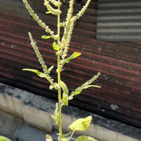 Photo of the plant species Palmer's Amaranth by @CuddlySquash0 named Hemingway on Greg, the plant care app