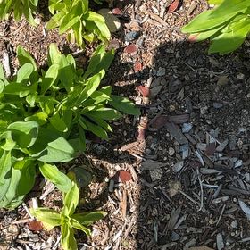 Photo of the plant species Seaside Goldenrod by @NaturalBarley named Doja Cat on Greg, the plant care app