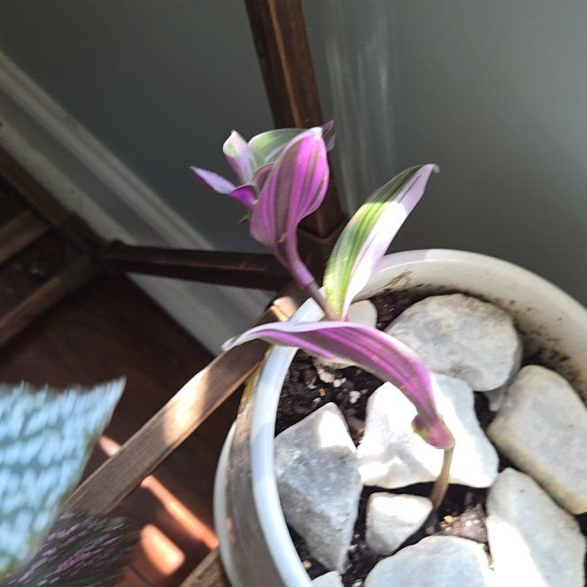 Photo of the plant species Wandering Jew by @NewRadish28 named Hitler on Greg, the plant care app
